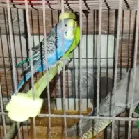 فروش عروس هلندی و مرغ عشق|پرنده|سرخنکلاته, |دیوار