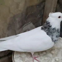 کبوتر طوقی|پرنده|محمدشهر, ولدآباد|دیوار