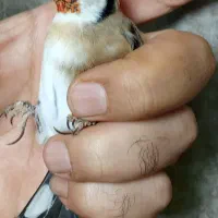 جوجه سهره|پرنده|تهران, اتابک|دیوار