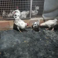 خروس گلین لری