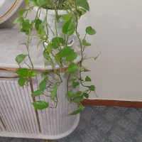 فروش گل پتوس