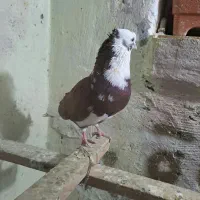 شازده قرمز عروسک سینه سرخ کاکلی