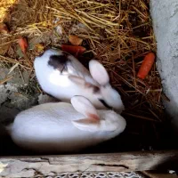 خرگوش نرو ماده