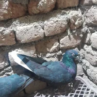 کبوتر دم سفید ماده|پرنده|ثمرین, |دیوار