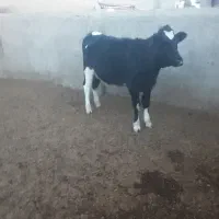 تلیسه گوساله گاو