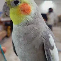 عروس هلندی سخنگو