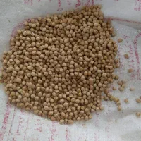 نخود دانه درشت کرمانشاه پاک شده و درجه یک