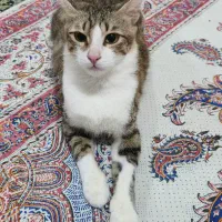 واگزاری گربه