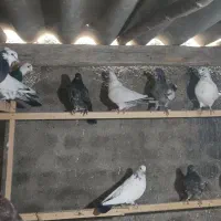 کبوتر یا همون کفتر