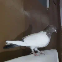 کفتر رنگی دمبی و کله دمبی و دوکتی ماده|پرنده|قم, دروازه ری|دیوار