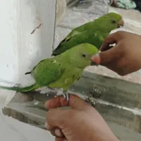 طوطی ملنگو|پرنده|قم, چهل درخت‎|دیوار