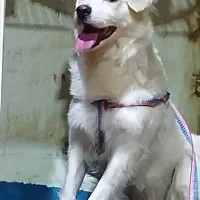 سگ اشپیتز آلمانی