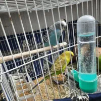 پرنده|پرنده|زابل, |دیوار