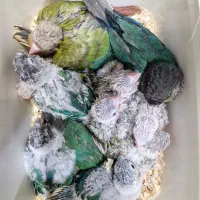 انواع نژادهای گرینچک سرلاکی تا مولد برد شاپ شاپرک|پرنده|اصفهان, حسینآباد|دیوار