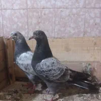 کبوتر پرشی|پرنده|مسجد سلیمان, |دیوار