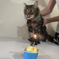 گربه گمشده|حیوانات|تبریز, |دیوار