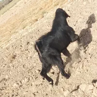 نری پاکستانی. اصل|حیوانات مزرعه|جیرفت, |دیوار