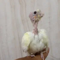 عروس هلندی دستی|پرنده|مرند, |دیوار