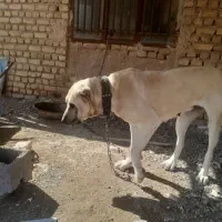 کفتر وسگ