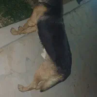 سگ ژرمن ورک نر  جهت کشش