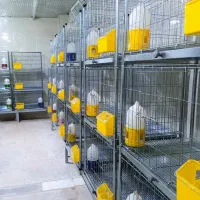 قفس کبوتر مرغ گربه خرگوش سگ انواع طوطی