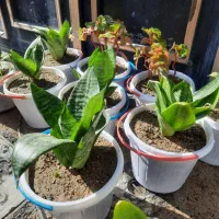 گل های شاداب و سرحال