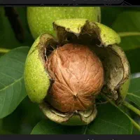 گردو کاملا خشک وپرچرب تویسرکان|خوردنی و آشامیدنی|تهران, امام حسین|دیوار