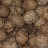 گردو کلات