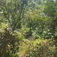 باغ کیوی با ۷۰ درخت ۵ساله|فروش زمین و ملک کلنگی|چوبر, |دیوار