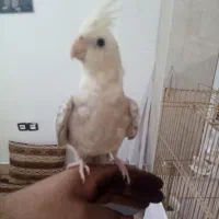 عروس هلندی نژاد خاص دستی|پرنده|نهاوند, |دیوار
