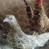 مرغ و خروس سبرایت