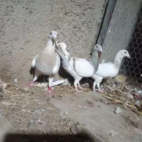 سه تا ماده سر بندی  سرور و سوسنی وکرم|پرنده|شیراز, شهرک کوشکک|دیوار