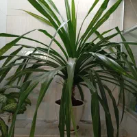 فروش گل|گل و گیاه طبیعی|شیروان (خراسان), |دیوار