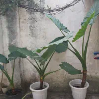 گل بابا آدم ۱۲ساله به ارتفاع ۲متر