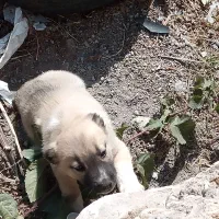 واگذاری توله سگ