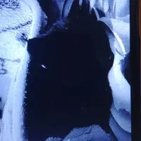 گربه