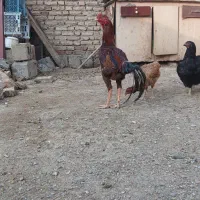 خروس