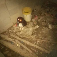 واگذاری توله سگ قدر جونی