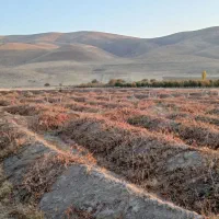 فروش باغ انگور وسیب