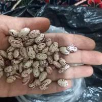 لوبیا چیتی تازه امسال|عمده‌فروشی|ملارد, |دیوار