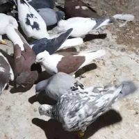 ۳۰ عدد کبوتر دورگ پلاکی