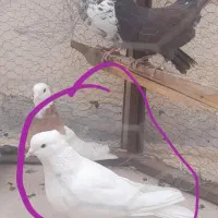 کفتر سفید تهرونی تار شده با مژدگانی بالا
