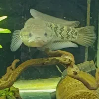 ماهی چانا آسیاتیکا