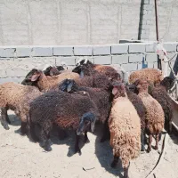 ۲۰ راس بره نر و ماده جفتی ۶۰ کیلو