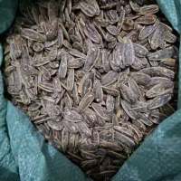 تخمه گلپر و نمکی