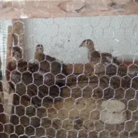 مرغ و خروس|حیوانات مزرعه|رشت, کوی قدس|دیوار