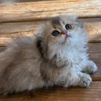 خاص و کمیاب