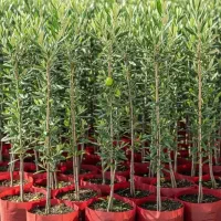 نهال پرکیفیت و اصلاح شده زیتون