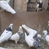 چند جفت طوقی خوشگل|پرنده|قم, قلعه کامکار|دیوار