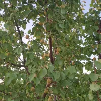 باغ دور فنس و درختان بارده با یک ساعت حق آبه|فروش خانه و ویلا|یامچی, |دیوار